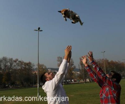 lusie Dişi Jack Russell Terrier