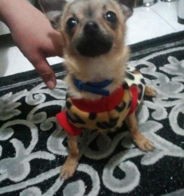 Şİva Erkek Chihuahua