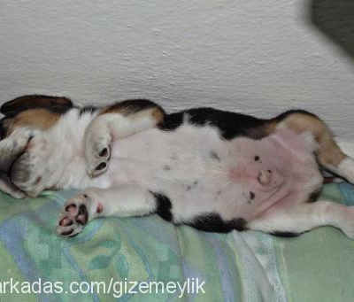 barney Erkek Beagle