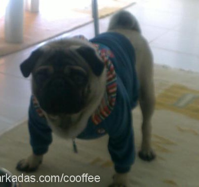 coffee Erkek Pug