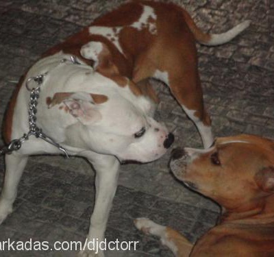 medusavonangie Dişi Amerikan Pitbull Terrier