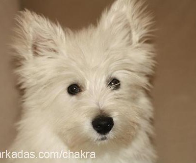 chakra Erkek West Highland White Terrier