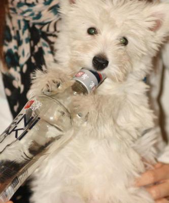 chakra Erkek West Highland White Terrier