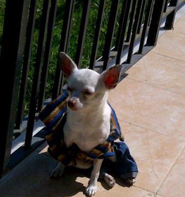 köpük Erkek Chihuahua