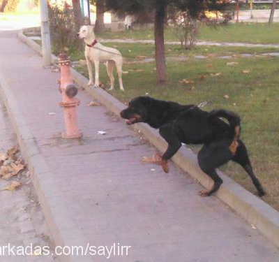 Şerminn Dişi Rottweiler