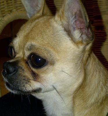 dolce Erkek Chihuahua