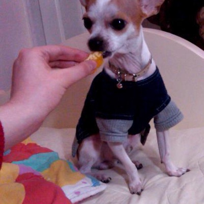 badi Erkek Chihuahua