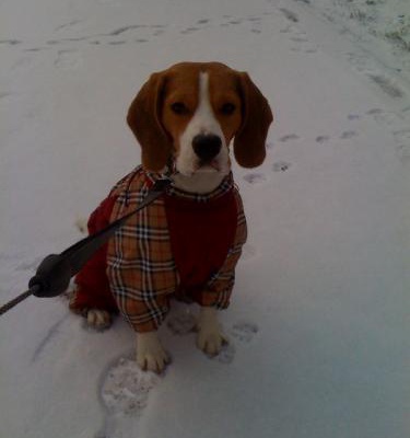jack Erkek Beagle