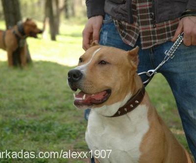 alex Erkek Amerikan Staffordshire Terrier