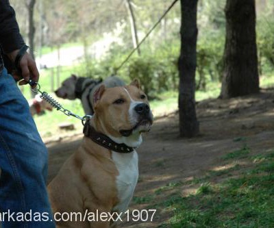 alex Erkek Amerikan Staffordshire Terrier