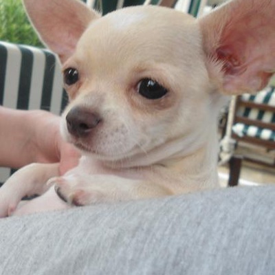 alf Erkek Chihuahua