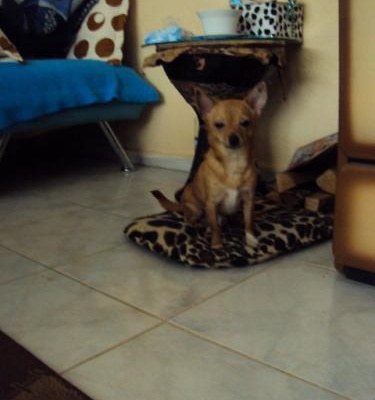 ateŞ Erkek Chihuahua