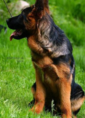blackpoint Erkek Alman Çoban Köpeği