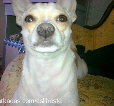 gogo Erkek Chihuahua