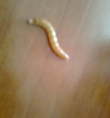 süperworm Dişi 