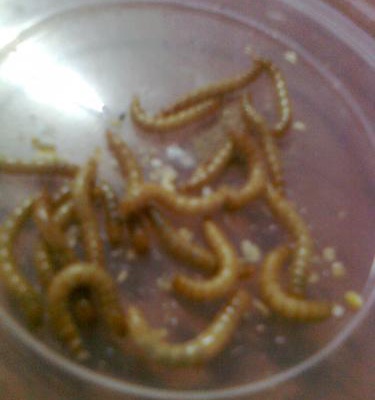 süperworm
