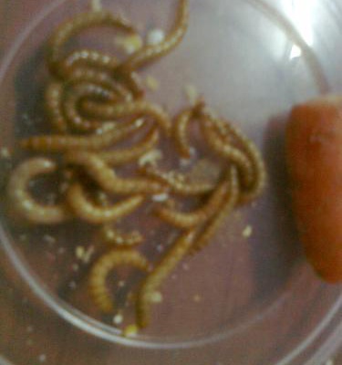 süperworm Dişi 