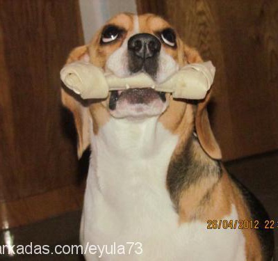 liza Dişi Beagle