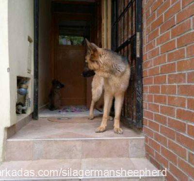 shadow Erkek Alman Çoban Köpeği
