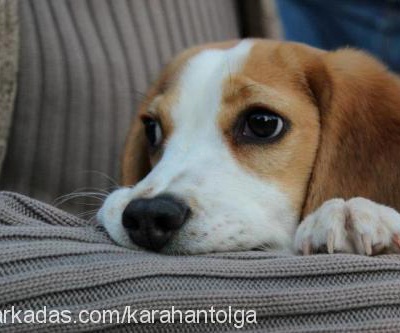 roma Erkek Beagle