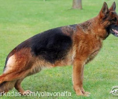 vonalfa Dişi Alman Çoban Köpeği