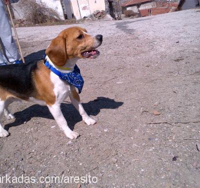 ares Erkek Beagle