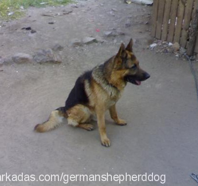 ares Erkek Alman Çoban Köpeği