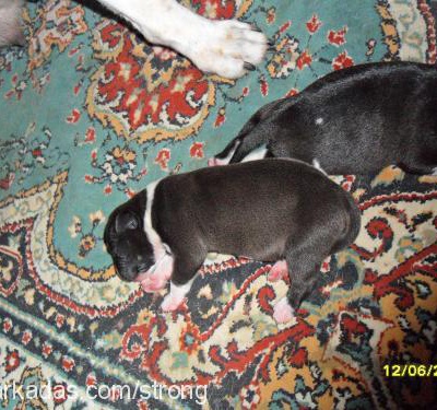 yavrular Dişi Amerikan Staffordshire Terrier