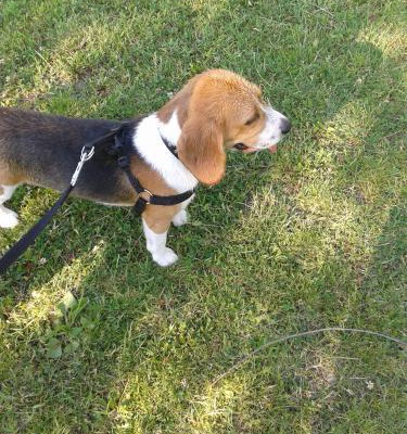 arthur Erkek Beagle