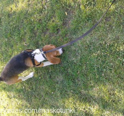 arthur Erkek Beagle