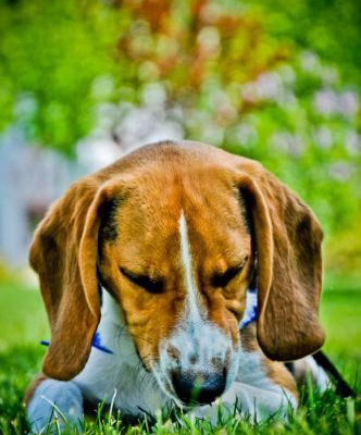 mocha Erkek Beagle