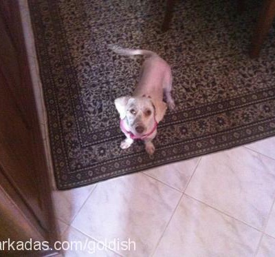vanilya Dişi Glen of Imaal Terrier