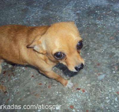 ateŞ Erkek Chihuahua
