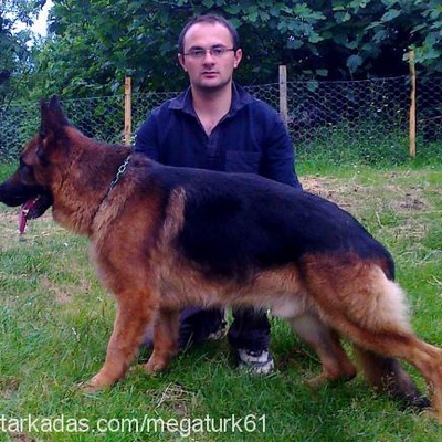 altmışbir Erkek Alman Çoban Köpeği