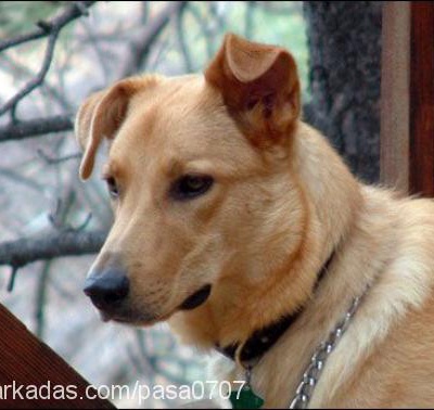 paşa Erkek Jack Russell Terrier