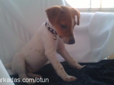 stella Dişi Jack Russell Terrier