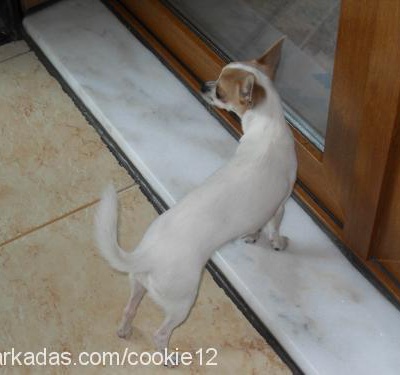 cookie Dişi Chihuahua