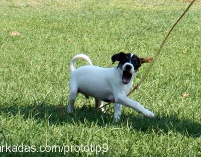 dex Erkek Jack Russell Terrier