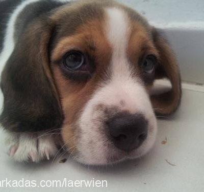sheela Dişi Beagle