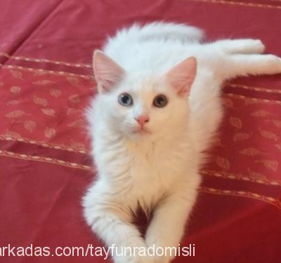 bıdır Erkek Ankara Kedisi (Angora)