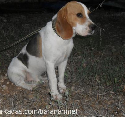 bobo Erkek Beagle