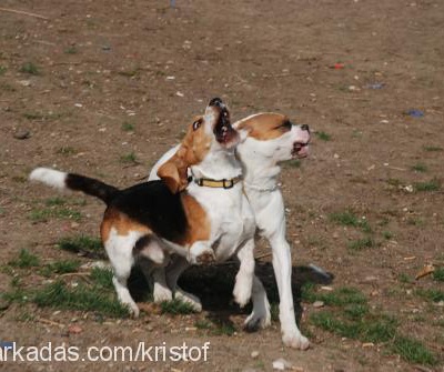 kristof Erkek Beagle
