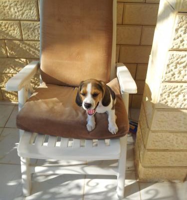 sheela Dişi Beagle