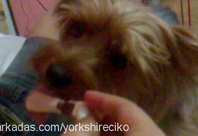 Çİko Erkek Yorkshire Terrier