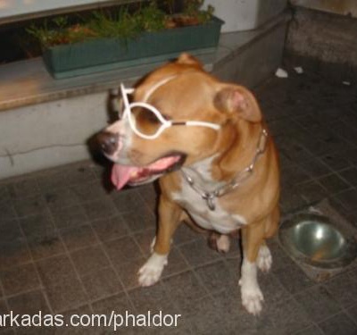 duman Erkek Amerikan Pitbull Terrier