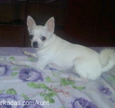 ponçik Erkek Chihuahua