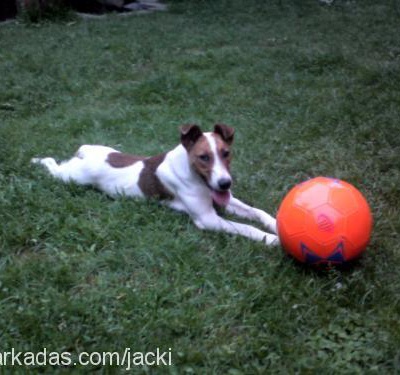 jackie Erkek Jack Russell Terrier