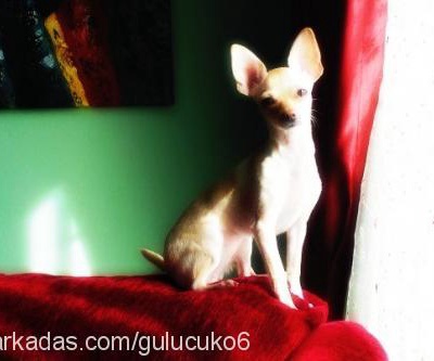 bıcır Dişi Chihuahua