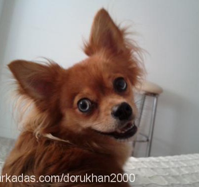 renk Dişi Chihuahua