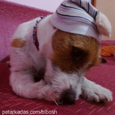 romeo Erkek Jack Russell Terrier